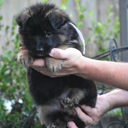 Purple collar Female - Black and red female German Shepherd puppy in Marianna, Florida from Haus M Godwin