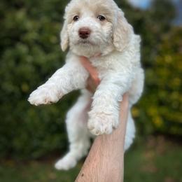 Patty - Apricot female Aussiedoodle puppy in Claremont, North Carolina from Magnolia Grove Farms