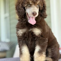 Bismark - Phantom male Poodle puppy in Pella, Iowa from Prodigy Farms Therapy Dogs