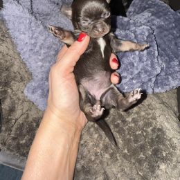 Girl 2 - Chocolate and tan female Chihuahua puppy in Anoka, Minnesota from Anoka County MN AKC Chihuahuas
