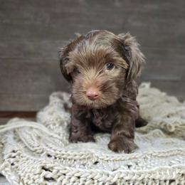 Dash - Chocolate and tan male Yorkshire Terrier puppy in Mountain Grove, Missouri from Precious Puppies
