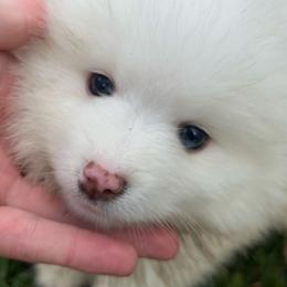 Aries - White male Pomsky puppy in Oak Harbor, Washington from Island Pomskies