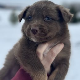 Rudy - Red tri-color male Australian Shepherd puppy in Laotto, Indiana from Circle B working Aussies
