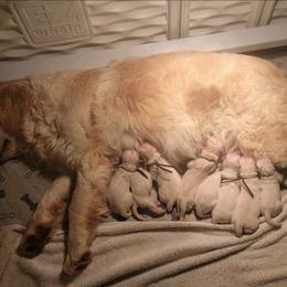 Male 2 - Light golden male Golden Retriever puppy in Rice Lake, Wisconsin from Knotty Acres