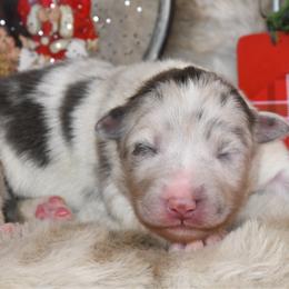 Amour - Blue merle female Australian Shepherd puppy in Kirksville, Missouri from BellSharps Australian Shepherds