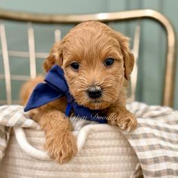 Blue collar BANDIT - Apricot male Goldendoodle puppy in Salem, Utah from Aspen Doodles