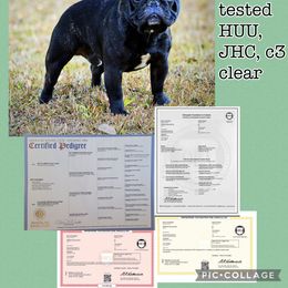 Rodney - French Bulldog