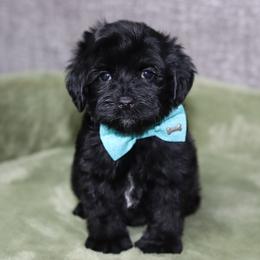 Expo - Black male Australian Labradoodle puppy in Calhoun, Louisiana from Arrowhead Australian Labradoodles