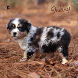 Oakley- BMM - Blue merle male Miniature Australian Shepherd puppy in Nacogdoches, Texas from TK Standard, Mini, & Toy Aussies