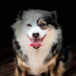 Panda - Toy Australian Shepherd