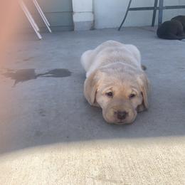Labrador Retriever Puppies from Cozy Acres Farm Labradors