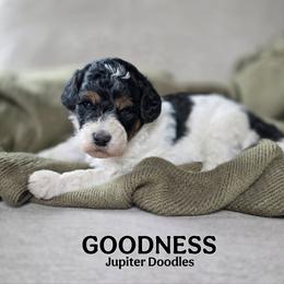 Goodness - Tri-color male Bernedoodle puppy in Lake Bronson, Minnesota from Jupiter Doodles