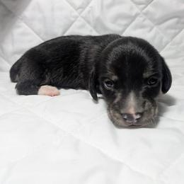 1 white toes - Black and cream male Dachshund puppy in Central Point, Oregon from MRS Long Dog Ranch