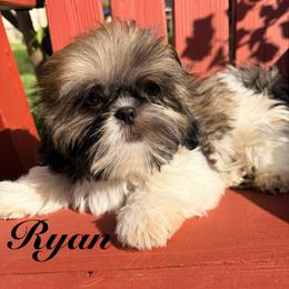 Ryan - Black gold and white male Shih Tzu puppy in Hemet, California from Aloha Shih Tzu