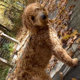 Allie - Goldendoodle