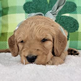 Teddy - Apricot male Goldendoodle puppy in Temecula, California from Oodles O'Doodles