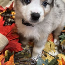Acorn - Blue merle male Miniature Australian Shepherd puppy in Merritt Island, Florida from Space Coast Mini Aussies