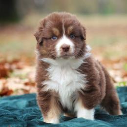 Australian Shepherd Puppies from Circle P Farm