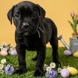 White Toe - Black female Cane Corso puppy in Haslet, Texas from Trained To Go Corso Kennels (T.T.G. Corso Kennels)