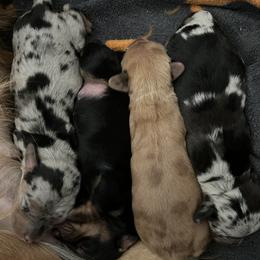 Dachshund Puppies from BTX Dachshunds