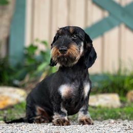 Caroline - Dachshund
