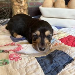 Boots - Black and cream male Dachshund puppy in Cabool, Missouri from White Cottage Dachshunds