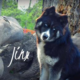 Jinx - Siberian Husky
