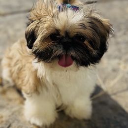 Lady - Brindle and white female Shih Tzu puppy in Bennett, Colorado from Victorio Boxers & Shih-Tzu's