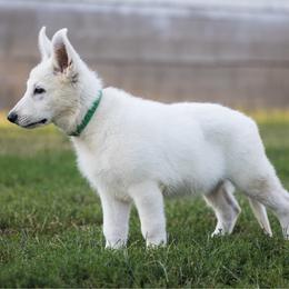 Dolly - White female Berger Blanc Suisse puppy in Chestnut, Illinois from Fireside Fernweh