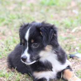 Lilo - Miniature American Shepherd