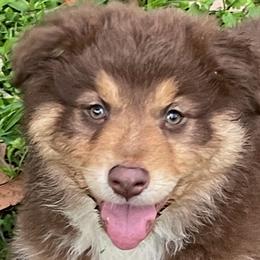 Delilah's Red Rose - Red tri-color Australian Shepherd puppy in Dover, Florida from Log House Farm Aussies