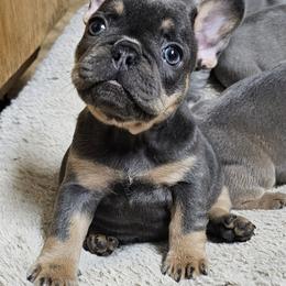 French Bulldog Puppies from Donna's French Bulldogs