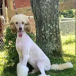 Cardi - Poodle