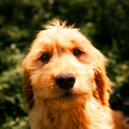 Bernedoodle, Bernese Mountain Dog, and Goldendoodle Puppies from Red Door Canines