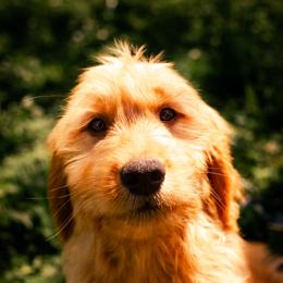 Bernedoodle, Bernese Mountain Dog, and Goldendoodle Puppies from Red Door Canines