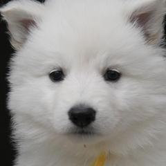 Berger Blanc Suisses from Nordic Dreams White Shepherds