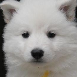 Berger Blanc Suisses from Nordic Dreams White Shepherds