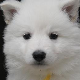 Berger Blanc Suisses from Nordic Dreams White Shepherds