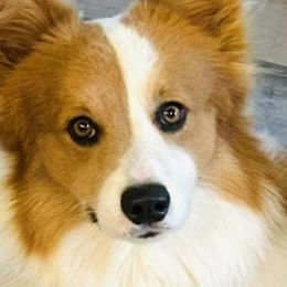 Beau - Pembroke Welsh Corgi