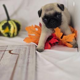 Ellen - Fawn female Pug puppy in Arthur, Illinois from Perfect Pugs