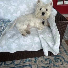 West Highland White Terrier All Grown Up from Kilmartin Westies
