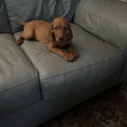 Sweet Pea - Golden rust female Vizsla puppy in Old Town, Florida from Foxfire Vizslas
