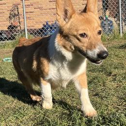 Layla - Pembroke Welsh Corgi