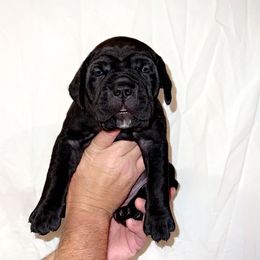 Cane Corso Puppies from Rock Creek Cane Corso