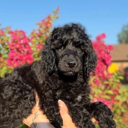 Daisy - Black female Poodle puppy in Midwest City, Oklahoma from Strawberry Hill Puppy Patch