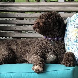 Kiah - Portuguese Water Dog