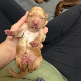 Bruno Blue Collar - Yellow male Labrador Retriever puppy in Elloree, South Carolina from Moonlight Kennels LLC