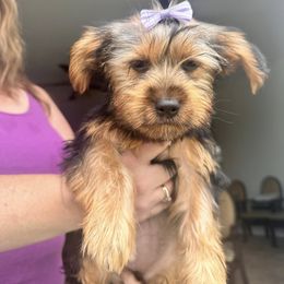 Yorkshire Terrier Puppies from Luna's Treasures