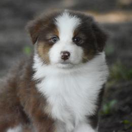 Cinnamon - Red tri-color female Australian Shepherd puppy in Easton, Missouri from MMA Kennel