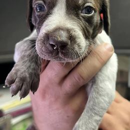 German Shorthaired Pointers from Hunsberger German Shorthaired Pointers